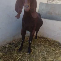 بز ماده|حیوانات مزرعه|چناران, |دیوار