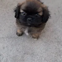 سگ کوچلو چینی