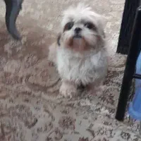 شیتزو سوپر فلت|سگ|تهران, شهرک غزالی|دیوار