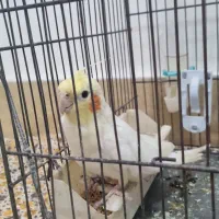 عروس هلندی|پرنده|ماسال, |دیوار