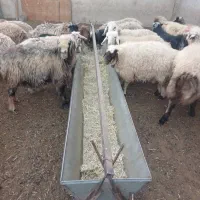 تولید انواع اخور گوسفند و گاو