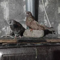 پرنده|پرنده|میانه, |دیوار