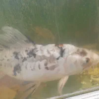 ماهی کوی|ماهی|سلمانشهر, |دیوار