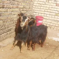 چپیش  بزغاله گوشتی گوشت ماهی