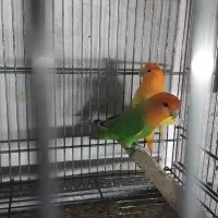 کتوله باتخم|پرنده|آران و بیدگل, |دیوار