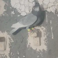 نقره ای پلنگ