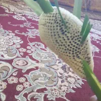 عسل کوهی  و  داخل باغ