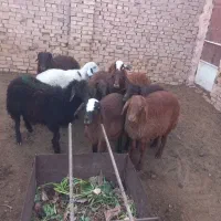 ۱۰راس بره نرموجود|حیوانات مزرعه|سبزوار, ابوریحان|دیوار