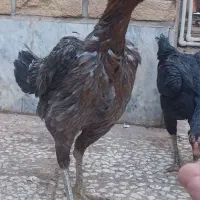 سه لاری وارداتی پاکستانی