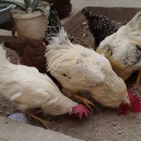 سه تا خروس جوان