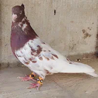 کبوتر رنگی کله و سینه|پرنده|جهرم, |دیوار