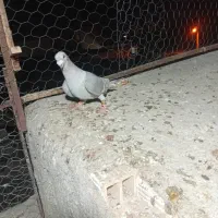 کبوتر|پرنده|برازجان, |دیوار