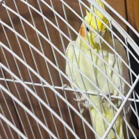 عروس هلندی نر