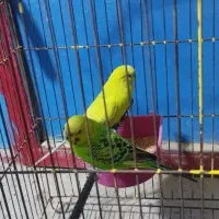 مرغ عشق مولد