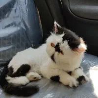 گربه اگزوتیک نر