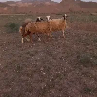 ۲راس میش ابستن ۱راس بره ماده