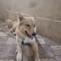 سگ گلدن طلایی