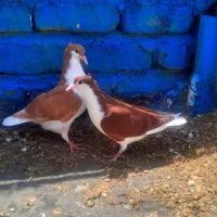 جوجه ساده کاکلی