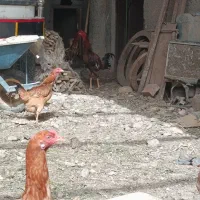 ۳عدد