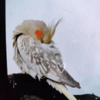 عروس هلندی