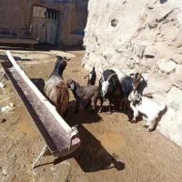 بز جوان و شیری