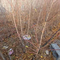 نهالستان برتر در سراسر کشور