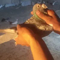 ۴ عدد کفتر پرشی و جفتگاه