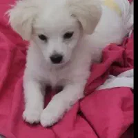 سگ اشپتیز پامر|سگ|کاشان, کشاورز|دیوار