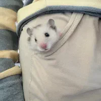 بچه همستر نر سوری مو بلند