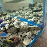 آکواریوم|ماهی|ابهر, |دیوار