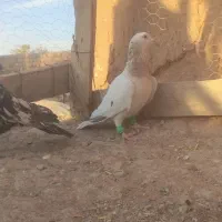 سار سرور|پرنده|مشهد, شهید معقول|دیوار