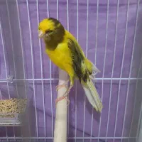 قناری کرست ابلغ زرد کشیده نر|پرنده|مشهد, پروین اعتصامی|دیوار