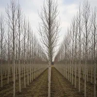 بهترین قیمت نهال صنوبر مستقیماً از تولیدکننده