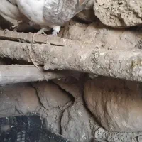 کبوتر|پرنده|زنجانرود, |دیوار