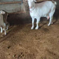 بز سانن اصیل