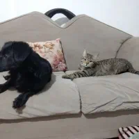 سگ گمشده|حیوانات|ملارد, |دیوار