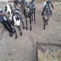 بز پاکستانی|حیوانات مزرعه|کشکوئیه, |دیوار