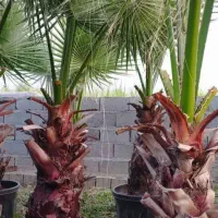 فنیکس ریشه پرس