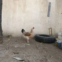 مرغ تخم گذار و کرچی