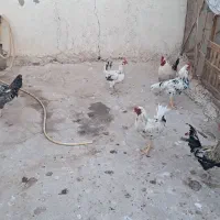 خروش گلین|حیوانات مزرعه|قم, مهدیه|دیوار