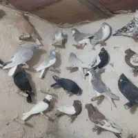 فروش ۲۰ عدد کفتر نر