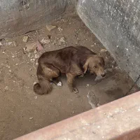 سگ لابرادور