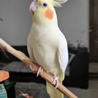 یک عروس هلندی پیدا شده