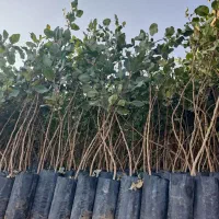 فروش نهال پسته یک دووسه ساله وپیوندی