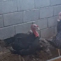 فروش بوقلمون