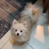 واگذاری پامر