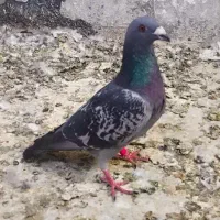 ۲۰ تا کفتر زدخوردی|پرنده|قائن, |دیوار