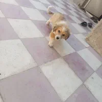 فروش سگ پشمالو زیبا و اروم و با ادب