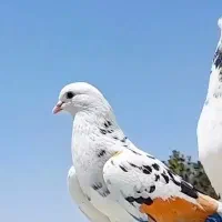 خ ..کبوتر پرشی