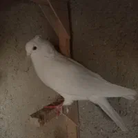 کبوتر|پرنده|شیراز, آزادگان|دیوار